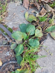 Plantago major