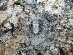 Herennia multipuncta