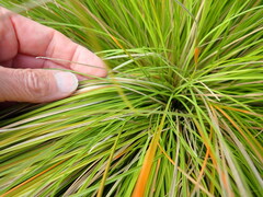 Carex testacea