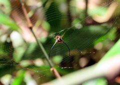 Macracantha