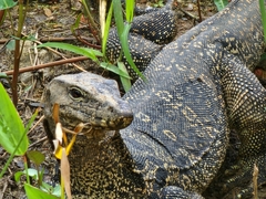 Varanus salvator macromaculatus