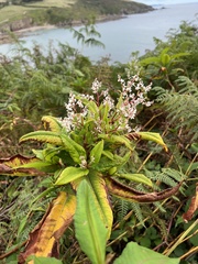 Koenigia polystachya
