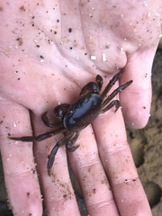 Cyclograpsus granulosus