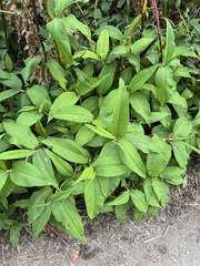 Koenigia polystachya