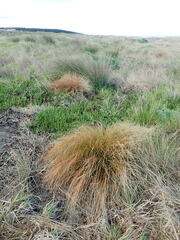 Carex testacea