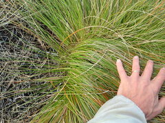 Carex testacea