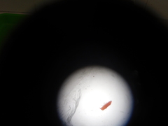 Bilobella braunerae