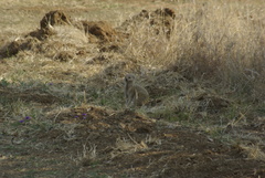 Cynictis penicillata