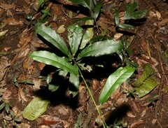 Carronia multisepalea