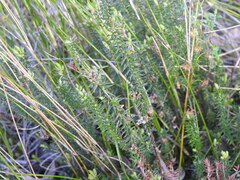 Acrotriche serrulata