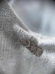 Eudonia angustea