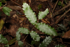 Cupaniopsis flagelliformis
