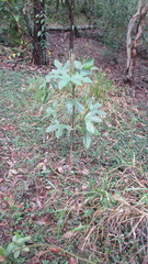 Brachychiton acerifolius