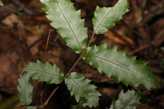 Cupaniopsis flagelliformis