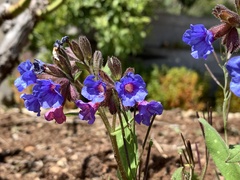 Pulmonaria