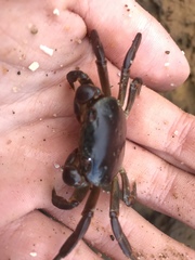 Cyclograpsus granulosus
