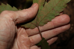 Cupaniopsis flagelliformis