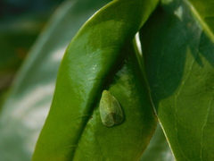 Kallitaxila granulata