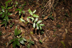 Cupaniopsis flagelliformis