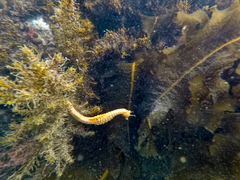 Hippocampus abdominalis