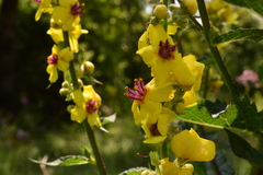 Verbascum chaixii