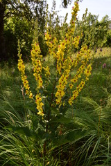 Verbascum chaixii