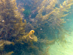Hippocampus abdominalis