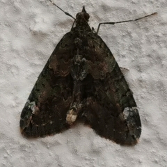 Chloroclysta siterata