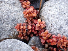 Veronica decora