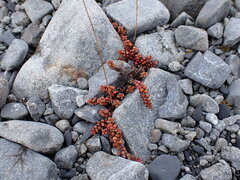Veronica decora