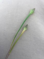 Arnoseris minima