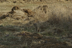 Cynictis penicillata