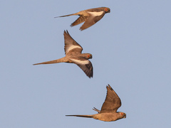 Nymphicus hollandicus