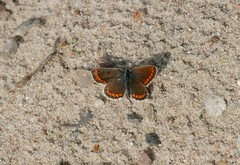 Aricia agestis