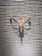 Leptoglossus zonatus