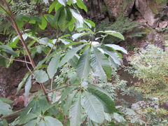 Magnolia obovata