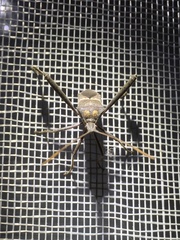 Leptoglossus zonatus