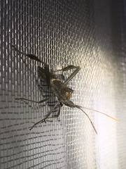 Leptoglossus zonatus