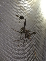 Leptoglossus zonatus