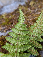 Dryopteris serratodentata