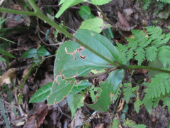 Tricyrtis macropoda