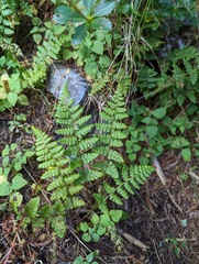Dryopteris serratodentata