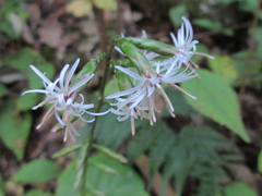 Ainsliaea acerifolia