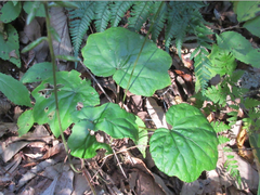 Ainsliaea acerifolia