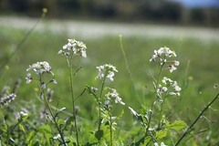 Diplotaxis erucoides