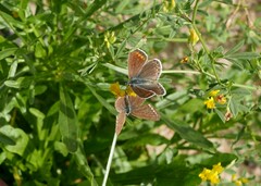 Polyommatus icarus