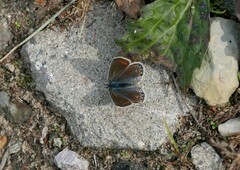Polyommatus icarus