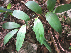 Polygonatum lasianthum