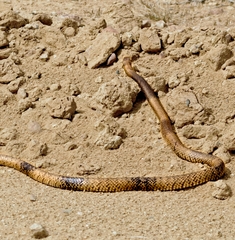 Pseudonaja aspidorhyncha