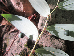 Polygonatum lasianthum